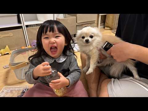 毛玉のバリカンカットをする飼い主とそれを楽しみに暴れ散らかす1歳児とポメチワ
