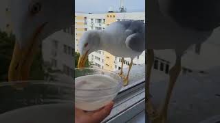 seagull bites other gull's butt 😳  #Shorts #seagulls