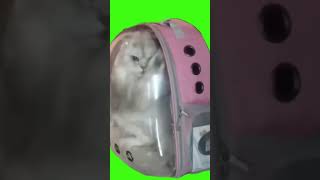 Cat Has Panic Attack Meme Green Screen