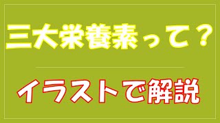 【栄養素の種類と働き】三大栄養素って何？