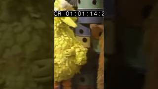 hello bird
