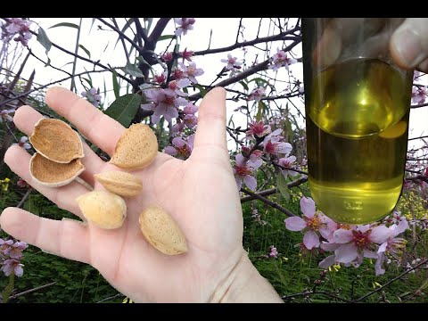Video: 3 formas de pelar semillas de calabaza