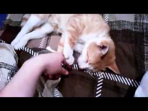 ელამი  კონკურსისთვის \"წლის ნიჭიერი\" Balto