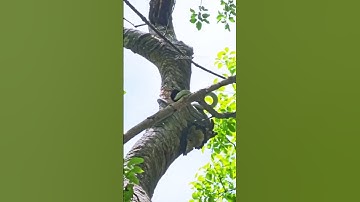 Snake Climbs Tree to Hunt Bird Chicks, but Brave Mother Bird Attacks