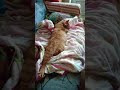 Рыжий 😹 кот Феликс в ожидании прихода весны.