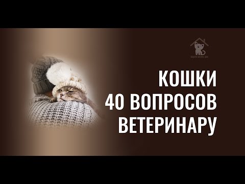 ТОП-40 вопросов о кошках ветеринару | Интервью  с врачом ветклиники "Кузя"