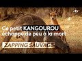 Ce petit kangourou échappe de peu à la mort - ZAPPING SAUVAGE