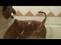 Слабонервным не смотреть. Амстафф Оскар рычит, не хочет купаться.amstaff aggressive