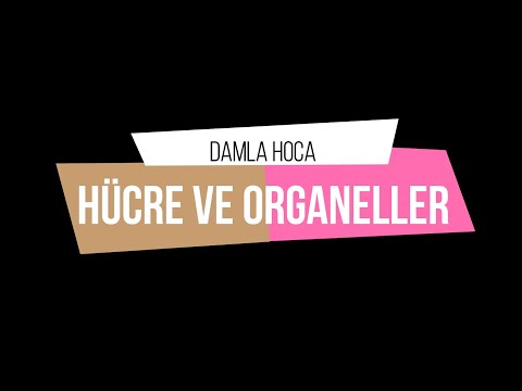9.Sınıf TYT Biyoloji Hücre ve Organeller