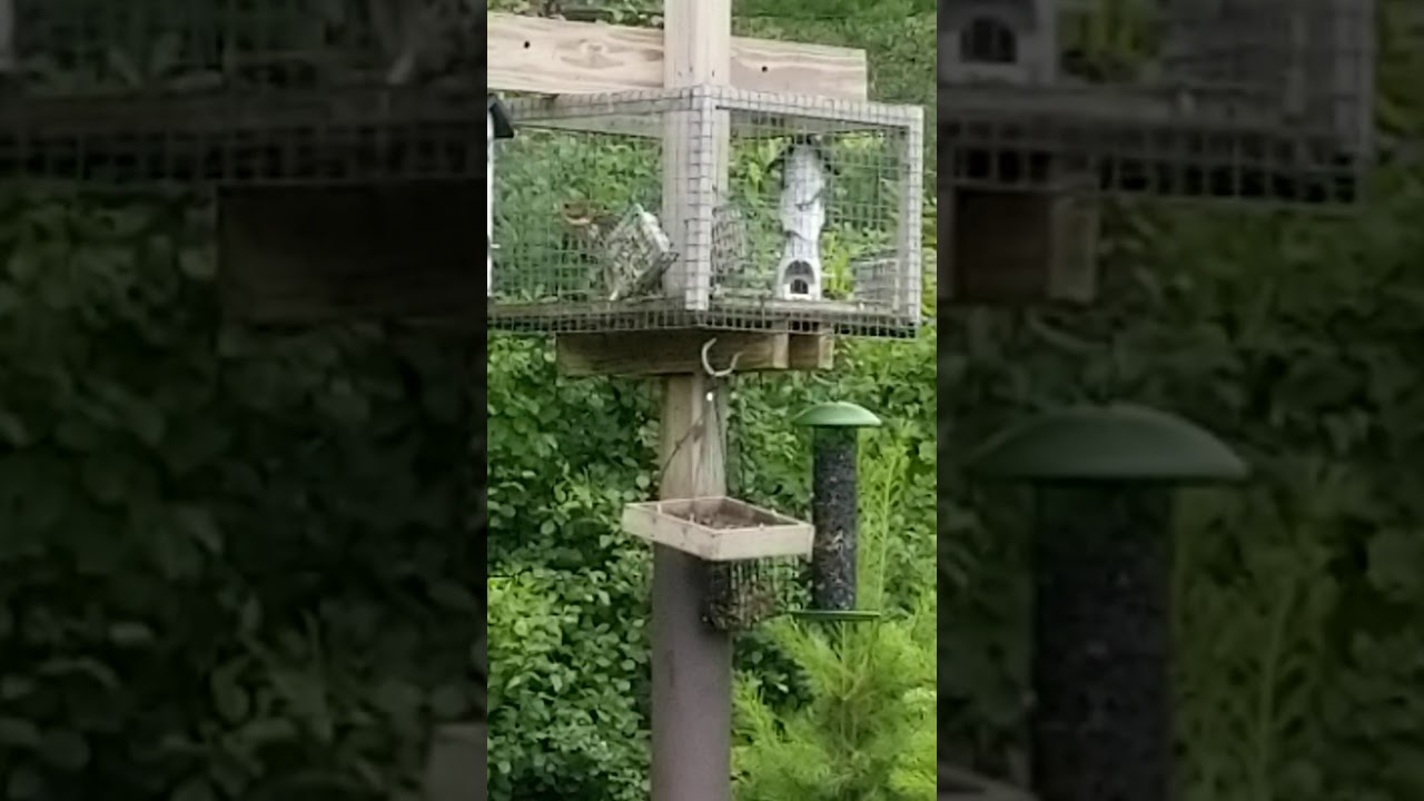 HAWK IN THE BIRD FEEDER! WTH YouTube