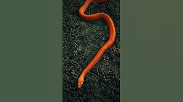 #viral #shorts #snake  Please like, share,and subscribe for more videos! Thanks you for watching!