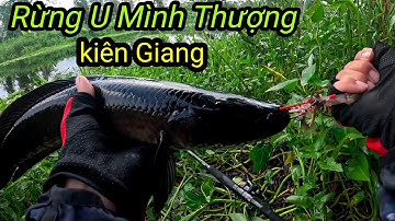 Law Dìn // ngày mở cửa , câu cá lóc rừng U Minh Thượng , Kiên Giang
