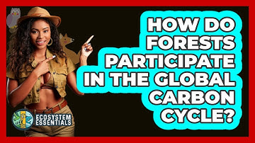 How Do Forests Participate In The Global Carbon Cycle? - Ecosystem Essentials