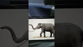 Stegodon Orientalis Sound Effects