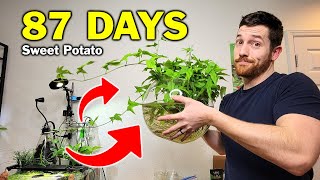 I Turned My Aquarium Into A Potato Farm For 3 Months...