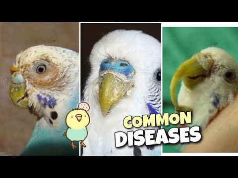 common budgie diseases and symptoms