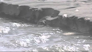 GPTV: Ecologisch rampenplan beschermd Waddenzee.