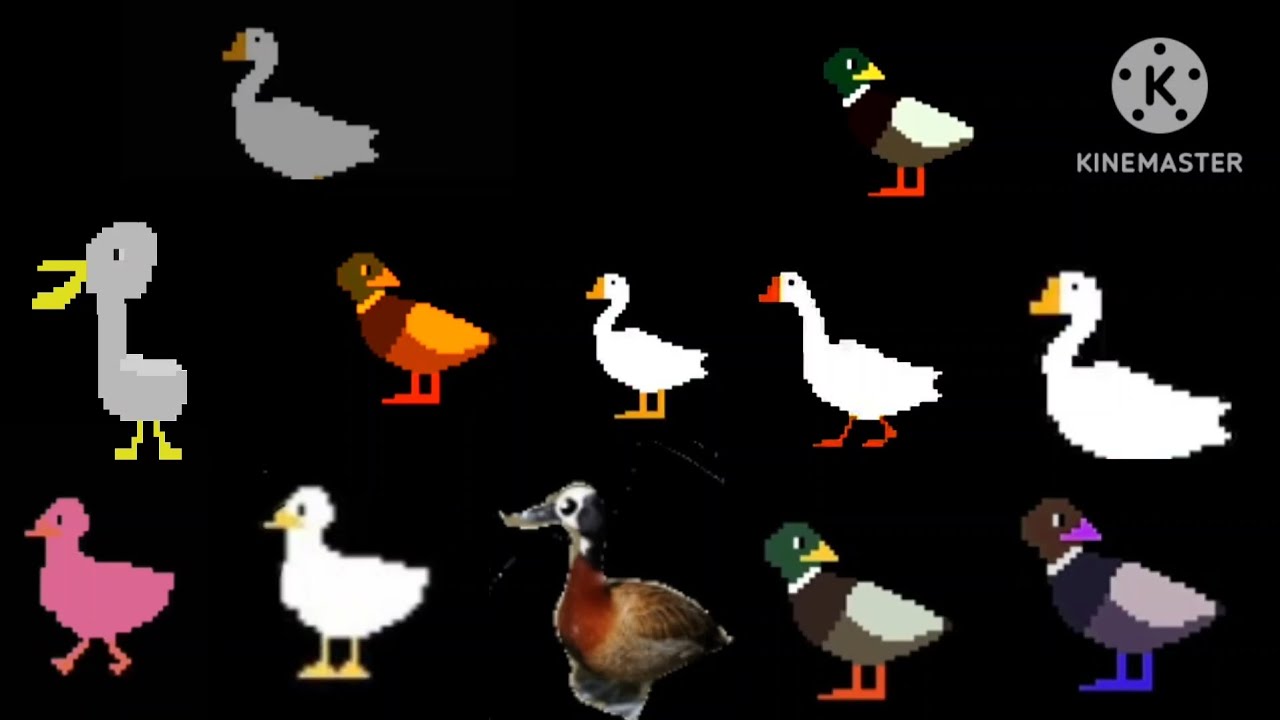 Gooses, Ducks and swans - @TheKidsPictureShow 