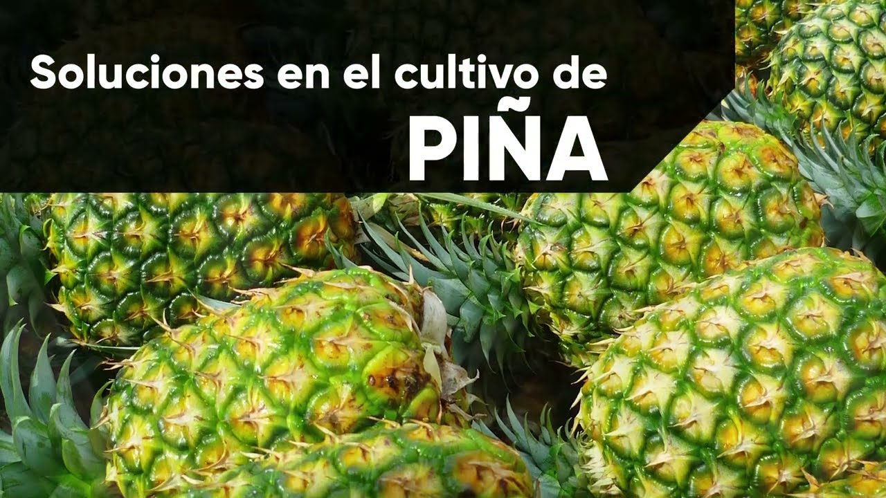 Costa Rica | Soluciones cultivo Piña