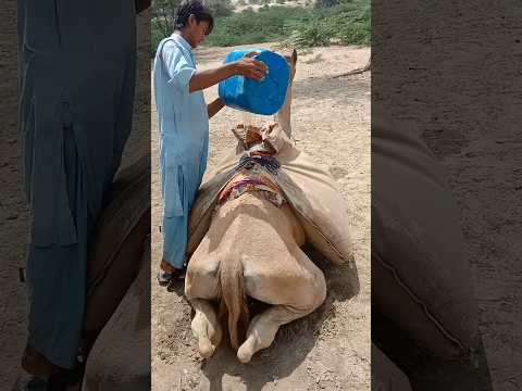 شخص يفرغ دلوا ضخما من الماء على الجمل