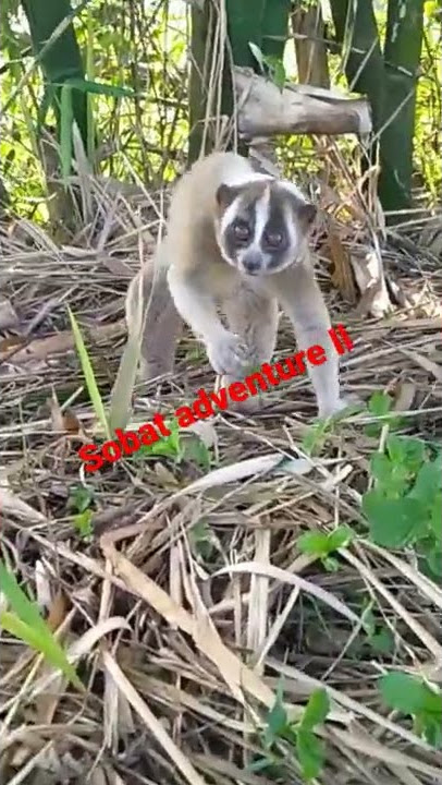 perilisan kukang jawa #kukang #kuskus #kukangjawa #shorts