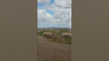 Rhino Mum & Calf Defend Themselves from Charging Male