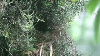 Download Lagu Wildlife Mt. Lawu: Scaly thrush \u0026 Snowy browed flycatcher in 60 secs footage compilation. MP3 Download Lagu Wildlife Mt. Lawu: Scaly thrush \u0026 Snowy browed flycatcher in 60 secs footage compilation. MP3