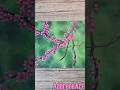 Acrylic Landscape Painting | Redbud Tree Branch #paintingtutorial #landscapeart #botanicalpainting