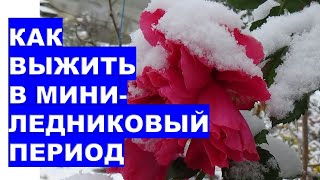 Как выжить в мини-ледниковый период?How to Survive the Mini Ice Age?