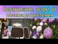 Выращивание астры от посева до цветения 🌺