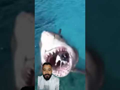 مع السلامه بلعوا الحوت كمل الفديوا للاخر لاتنسوا الاشتراك في القناة وتفعيل الجرس 