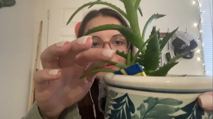 ASMR huge house plant haul🪴