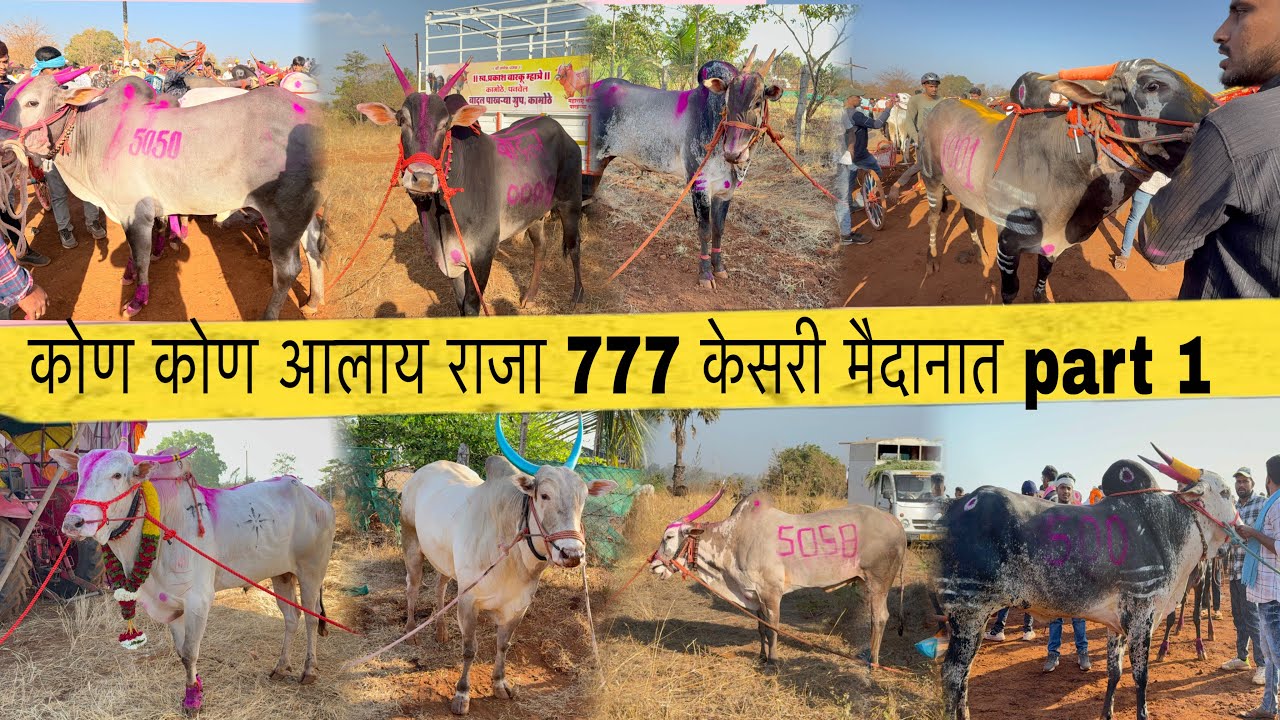 कोण कोण आलाय राजा 777 केसरी मैदानात part 1