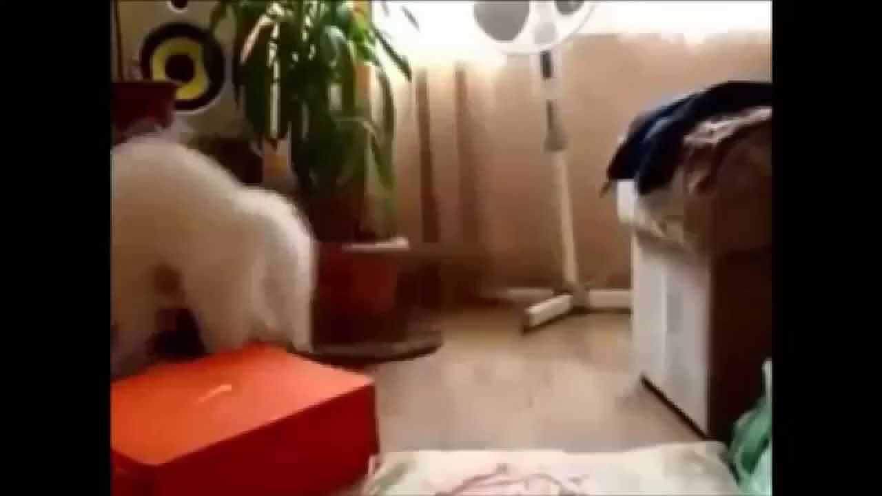 Кот ушел с язем. Кот уходите сем. Кот ушел, а улыбка осталась. Харизма прикольные картинки. Кот уходит фото.