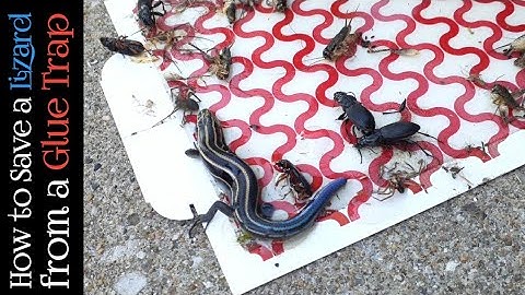 How to Save a Lizard from a Glue Trap