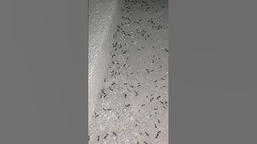 النمل : آية من آيات الله