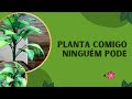 🔸PLANTA COMIGO NINGUÉM PODE🔸