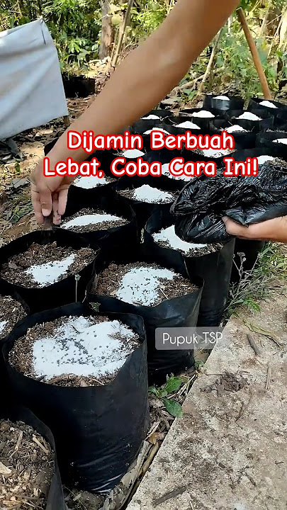 Cara tanam cabai di polybag anti gagal