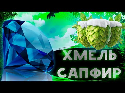 Хмель для пива Сапфир. Ароматный пивоваренный хмель