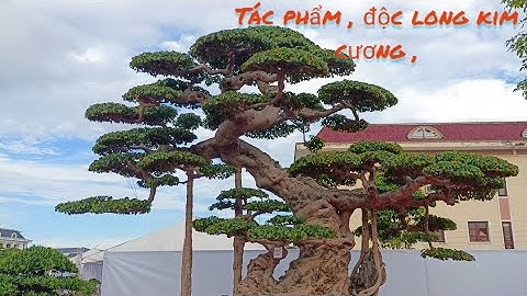 Triển lãm sinh vật cảnh Đông Anh Hà Nội - P4