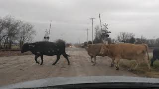 Cattle Crossing