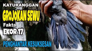 Katuranggan Perkutut Grojokan Sewu. Ekor 17 Perkutut Cemani.-Kalam Wadi