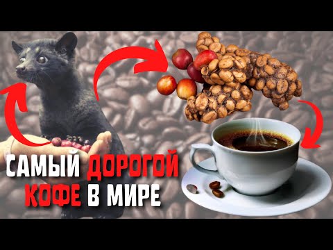 Топ 10 Самых Дорогих Сортов Кофе в Мире | Самый Дорогой Кофе в Мире