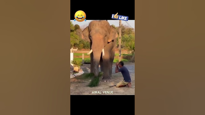 ✨🐘 உங்களை எல்லாம் திருத்தவே முடியாது! 🤦‍♂️😂
