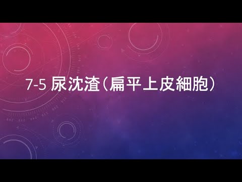 7-5 尿沈渣（扁平上皮細胞）