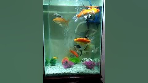 Cá diếc đuôi dài. Quý hiếm có 102