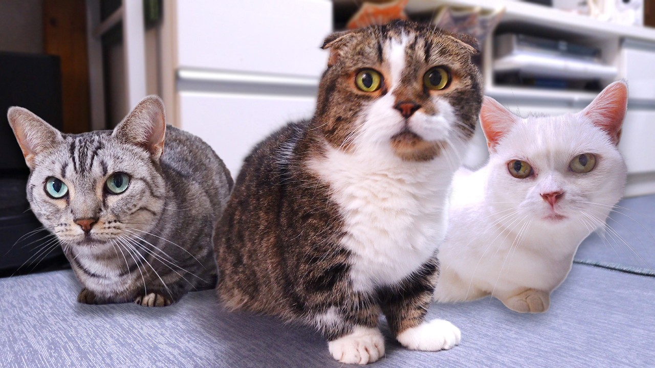 猫たちの要求はわかりにくいが、やりたいことはお互いに伝染するらしい