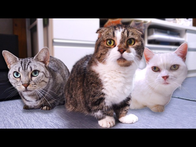 ✦ねこ様 リクエスト 25おまとめ✦ 猫たちの要求はわかりにくいが、やりたいことはお互いに伝染するらしい