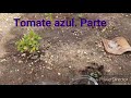 Descubre cmo evoluciona el tomate azul  mar azul