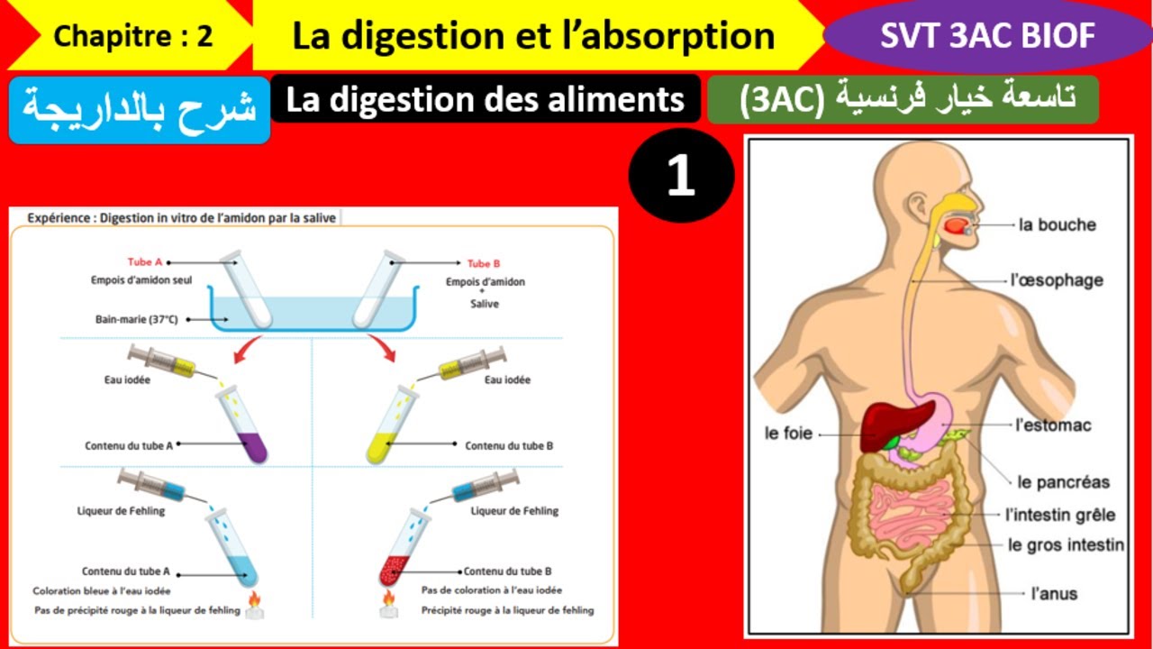 La digestion des aliments svt 3ac partie ''1'' (شرح بالداريجة) - YouTube